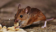 24 Hour & Emergency Exterminators in Pelican Bay State Prison, CA